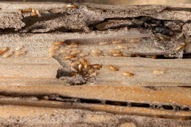 Pest Control Cost in Bristol, IN